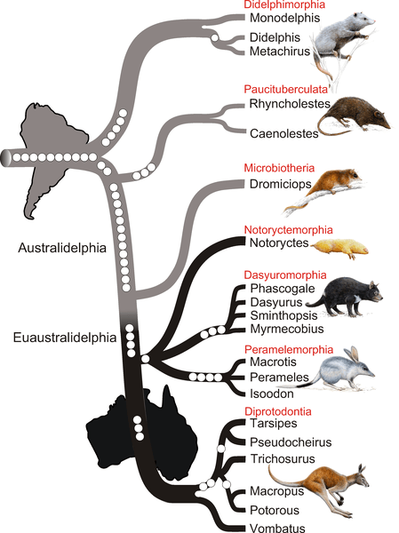 Phylogenetic tree of marsupials derived from retroposon data.